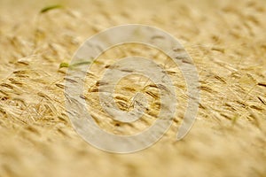 Golden cereal field closeup