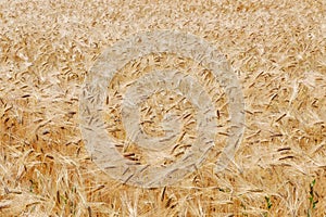 Golden cereal field closeup