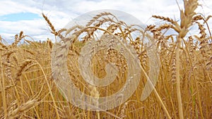 Golden Cereal field with ears of wheat,Agriculture farm and farming