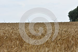 Golden Cereal field with ears of wheat , Agriculture farm and farming concept