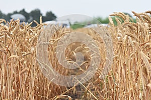 Golden Cereal field with ears of wheat , Agriculture farm and farming concept