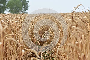 Golden Cereal field with ears of wheat , Agriculture farm and farming concept