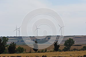 Golden Cereal field with ears of wheat , Agriculture farm and farming concept