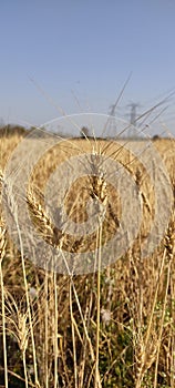 Golden Cereal field with ears of wheat, Agriculture farm and farming concept