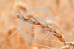 Golden Cereal field with ears of wheat,Agriculture farm and farming concept.Harvest.Wheat field.Rural Scenery.Ripening ears.Rancho
