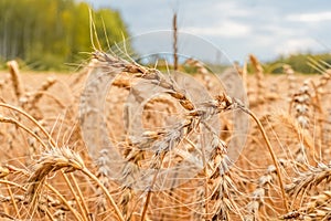 Golden Cereal field with ears of wheat,Agriculture farm and farming concept.Harvest.Wheat field.Rural Scenery.Ripening ears.Rancho