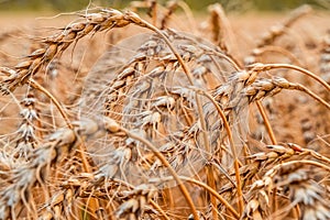 Golden Cereal field with ears of wheat,Agriculture farm and farming concept.Harvest.Wheat field.Rural Scenery.Ripening ears.Rancho