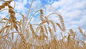 Golden Cereal field with ears of wheat,Agriculture farm and farming concept.Harvest.Wheat field.Rural Scenery.Ripening ears.Rancho