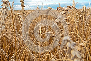 Golden Cereal field with ears of wheat,Agriculture farm and farming concept.Harvest.Wheat field.Rural Scenery.Ripening ears.Rancho