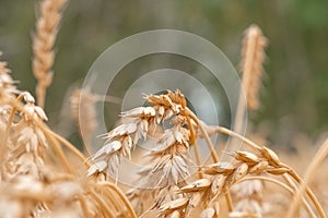 Golden Cereal field with ears of wheat,Agriculture farm and farming concept.Harvest.Wheat field.Rural Scenery.Ripening ears.Rancho