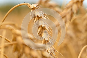 Golden Cereal field with ears of wheat,Agriculture farm and farming concept.Harvest.Wheat field.Rural Scenery.Ripening ears.Rancho