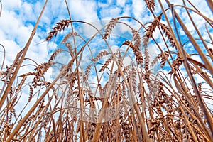 Golden Cereal field with ears of wheat,Agriculture farm and farming concept.Harvest.Wheat field.Rural Scenery.Ripening ears.Rancho