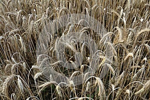 Golden Cereal field with ears of wheat, texture, background.