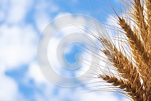 Golden cereals grows in field over blue sky. Grain crops. Spikelets of wheat, June. Important food grains