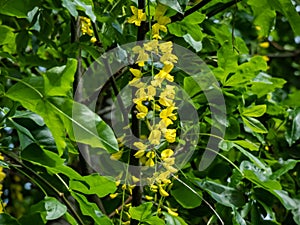 The golden chain or golden rain tree (common laburnum) flowering with the long racemes of yellow flowers