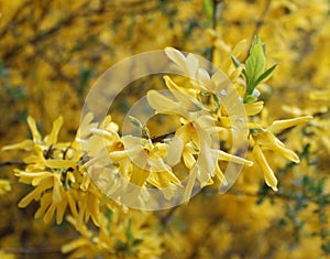 Golden chain Laburnum anagroides