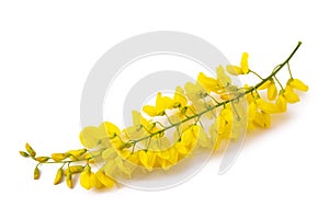 Golden chain Laburnum anagyroides