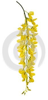 Golden chain (Laburnum anagyroides)