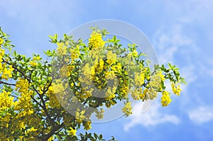 Golden chain tree, laburnum against blue sky London England Eur