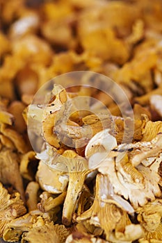 Golden Chanterelle fungus