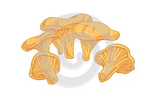 Golden chanterelles or cantharellus mushroom. Composition of edible wild fungi. Realistic fungus. Fresh natural food