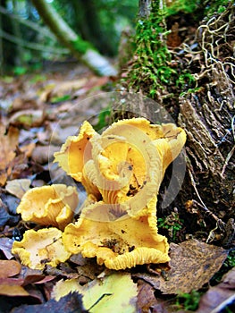 Golden chanterelles growing in the forest