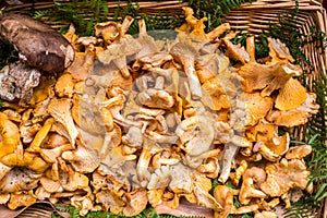 Golden Chanterelles mushroom basket