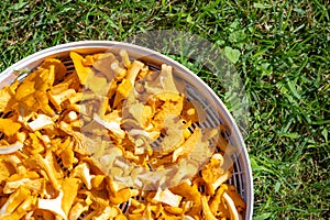 Golden chanterelles mushrooms cutted and driying on tray on grass