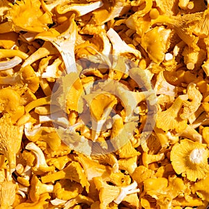 Golden chanterelles mushrooms cutted top view