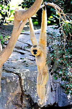 Golden cheek gibbon.