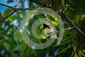 Golden-cheeked Warbler resting on a branch photo