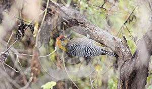 Golden-cheeked Woodpecker Melanerpes chrysogenys in Mexico