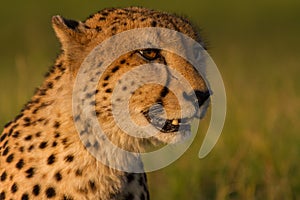 Golden cheetah head at sunset