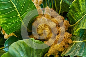 Golden chestnut tree with spiny fruit, Chinquapin plant. Vibrant leaves and palm fruit growing in a remote location in