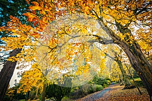 Golden chestnut trees and the road. Autumn in Scotland. Gold Trees in a park
