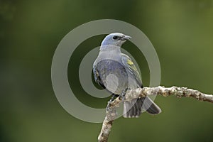 Golden-chevroned tanager, Thraupis ornata,