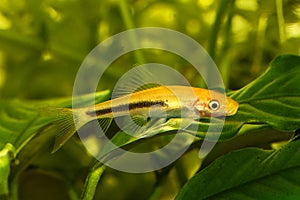Golden Chinese algae eater Aquarium Fish catfish Gyrinocheilus aymonieri
