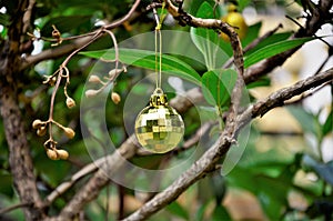 Golden Christmas ball hanging from the branch of Tibouchina granulosa