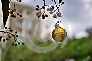 A golden Christmas ball hanging from the seeds of Tibouchina granulosa