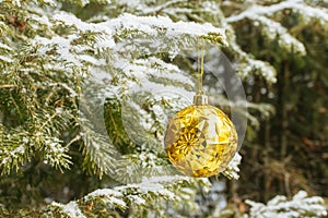 A golden Christmas tree toy hangs on a snow-covered Christmas tree branch in the forest.