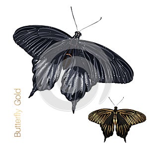 Golden chromatic black butterfly set isolated on white background.