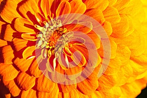 Golden chrysanthemum close-up