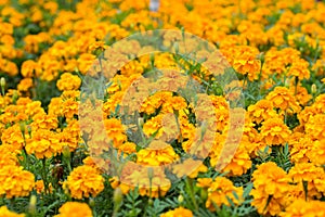 Golden chrysanthemum flower filed