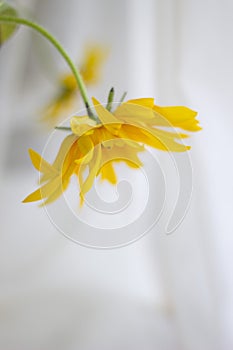 Golden chrysanthemum in a Golden Vase by the window