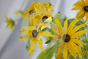 Golden chrysanthemum in a Golden Vase by the window