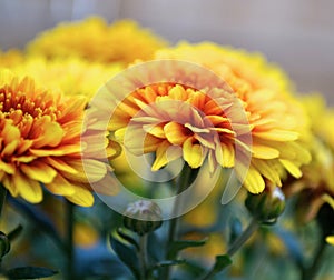 Golden Chrysanthemums with a touch of orange