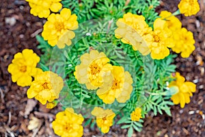 Golden Cinquefoil - Potentilla Aurea photo