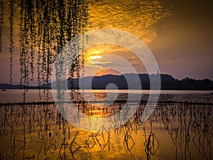 Golden clouds over lake with mountain in distance. Silhouette of dead lotus stems and willow tree branches against sunset.