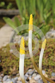 `Golden Club` flower - Orontium Aquaticum