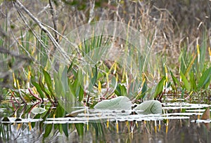 Golden Club Neverwet flowers on Chase Prairie in Okefenokee National Wildlife Refuge, Georgia USA